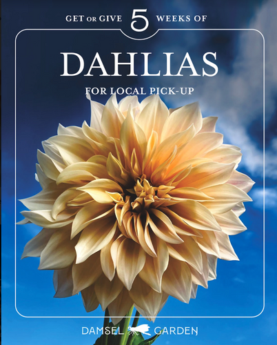 DAHLIAS 2024 -Five Weeks of Dahlias and Late Summer Flowers -You Choose Your Pick up Location