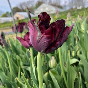 TULIPS SHIPPED  • FOUR Weeks of Uncommon & Heirloom Tulips 2024