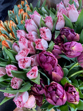 Load image into Gallery viewer, TULIPS SHIPPED  • FOUR Weeks of Uncommon &amp; Heirloom Tulips 2024