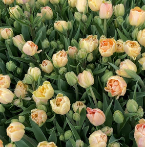 TULIPS SHIPPED - EVEN MORE!  • FOUR Weeks of Uncommon & Heirloom Tulips 2024