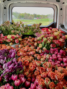 TULIPS, FIVE Weeks of Uncommon & Heirloom Tulips 2024 • Pick Up