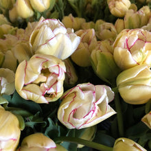 Load image into Gallery viewer, TULIPS SHIPPED -Four Weeks of Tulips 2026 Begins April - Choose a Single or Bigger