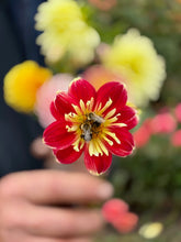 Load image into Gallery viewer, DAHLIAS, FOUR Weeks of Flowers 2026 Pick Up Only