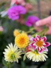 Load image into Gallery viewer, 2026 TWELVE WEEKS OF FLOWERS PICK UP ONLY (At our farm or in Kinderhook)