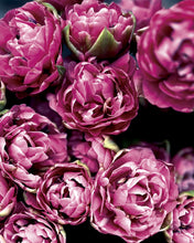 Load image into Gallery viewer, 2026 TWELVE WEEKS OF FLOWERS PICK UP ONLY (At our farm or in Kinderhook)