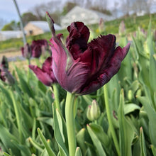 Load image into Gallery viewer, TULIPS • Four Weeks of Uncommon &amp; Heirloom Tulips 2026, PICK UP ONLY (five locations), Begins April