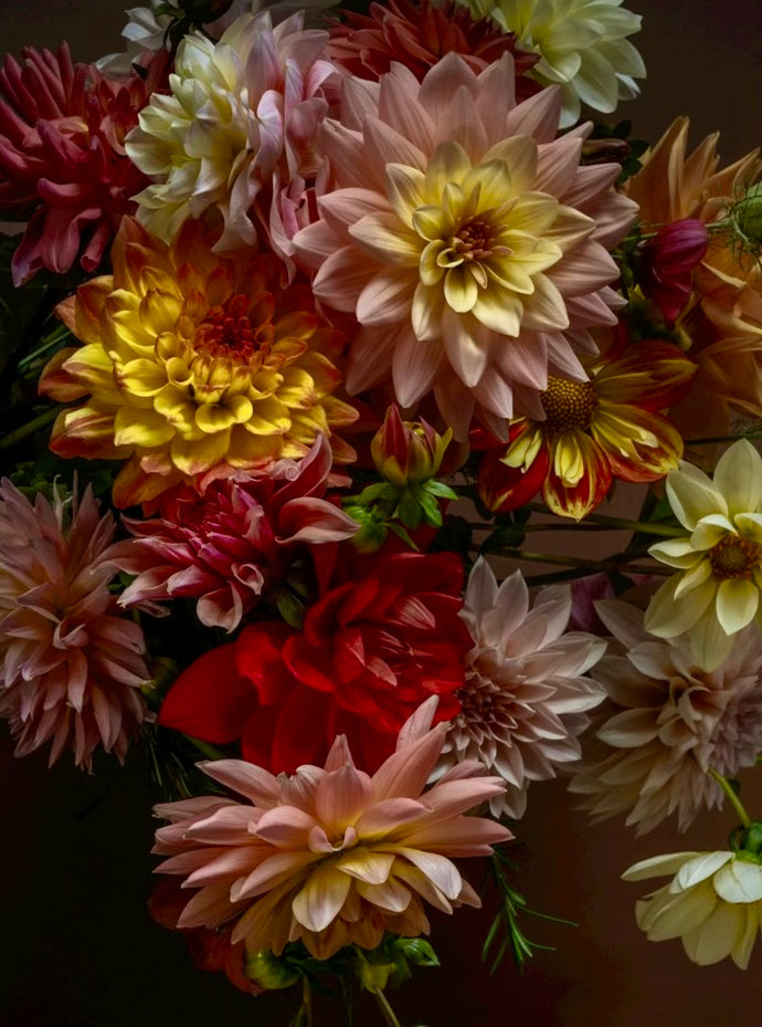 Dahlia Share- Five Weeks of Flowers 2025, Pick Up