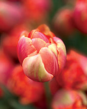 Load image into Gallery viewer, Four Weeks of Tulips Shipped 2025 - Choose a Single or Even Bigger