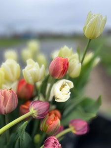 TULIPS • Five Weeks of Uncommon & Heirloom Tulips 2025 • Friday PM Pick Up at our farm in Stuyvesant, 5-7pm