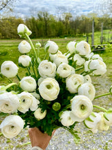 Load image into Gallery viewer, 2026 TWELVE WEEKS OF FLOWERS PICK UP ONLY (At our farm or in Kinderhook)
