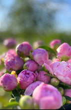 Load image into Gallery viewer, 2026 TWELVE WEEKS OF FLOWERS PICK UP ONLY (At our farm or in Kinderhook)