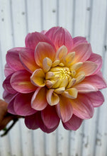 Load image into Gallery viewer, DAHLIAS, FOUR Weeks of Flowers 2026 Pick Up Only