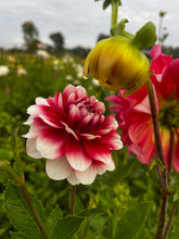 Load image into Gallery viewer, 2026 TWELVE WEEKS OF FLOWERS PICK UP ONLY (At our farm or in Kinderhook)