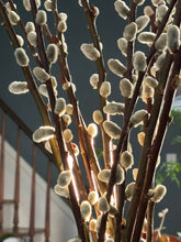 Load image into Gallery viewer, Tall Pussy Willow Branches - PICK UP ONLY