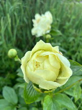 Load image into Gallery viewer, 2026 TWELVE WEEKS OF FLOWERS PICK UP ONLY (At our farm or in Kinderhook)