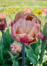 Load image into Gallery viewer, 2026 TWELVE WEEKS OF FLOWERS PICK UP ONLY (At our farm or in Kinderhook)