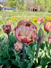 Load image into Gallery viewer, Four Weeks of Tulips Shipped 2025 - Choose a Single or Even Bigger