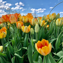 Load image into Gallery viewer, TULIPS SHIPPED -Four Weeks of Tulips 2026 Begins April - Choose a Single or Bigger