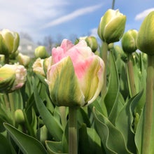 Load image into Gallery viewer, TULIPS • Four Weeks of Uncommon &amp; Heirloom Tulips 2026, PICK UP ONLY (five locations), Begins April
