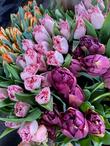 Four Weeks of Tulips Shipped 2025 - Choose a Single or Even Bigger