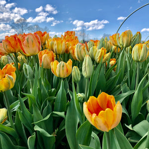 TULIPS SHIPPED  • FOUR Weeks of Uncommon & Heirloom Tulips 2024
