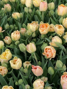 TULIPS, DOUBLE SHARE - FIVE Weeks of Uncommon & Heirloom Tulips - 2024 • Pick Up