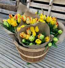 Load image into Gallery viewer, TULIPS, FIVE Weeks of Uncommon &amp; Heirloom Tulips 2024 • Pick Up