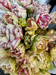 TULIPS, DOUBLE SHARE - FIVE Weeks of Uncommon & Heirloom Tulips - 2024 • Pick Up