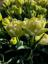 Load image into Gallery viewer, TULIPS SHIPPED - EVEN MORE!  • FOUR Weeks of Uncommon &amp; Heirloom Tulips 2024