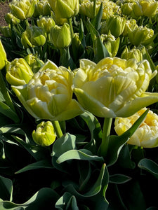 TULIPS SHIPPED - EVEN MORE!  • FOUR Weeks of Uncommon & Heirloom Tulips 2024