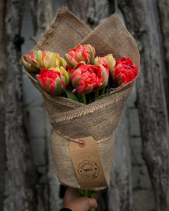 Gudoshnik Double Tulip / Mother's Day Weekend Exclusive PICK UP ONLY