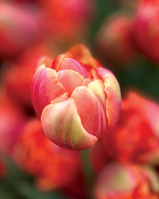 TULIPS • Five Weeks of Uncommon & Heirloom Tulips 2025 •  AM Pick Up in Kinderhook NY from 10-noon at OK Pantry