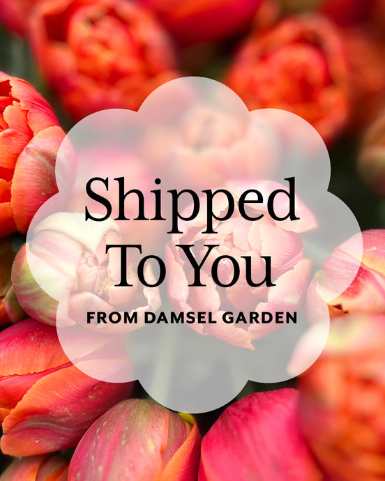 TULIPS SHIPPED -Four Weeks of Tulips 2025 - Choose a Single or Even Bigger