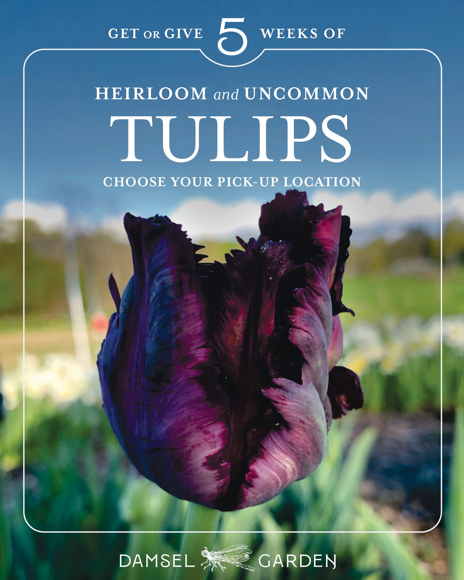 TULIPS, FIVE Weeks of Uncommon & Heirloom Tulips 2024 • Pick Up