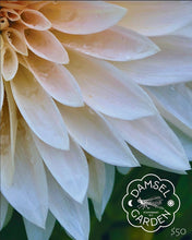 Load image into Gallery viewer, Dahlias at Bartlett House- FOUR Weeks of Flowers 2025, Pick Up Thursdays 11am-2pm